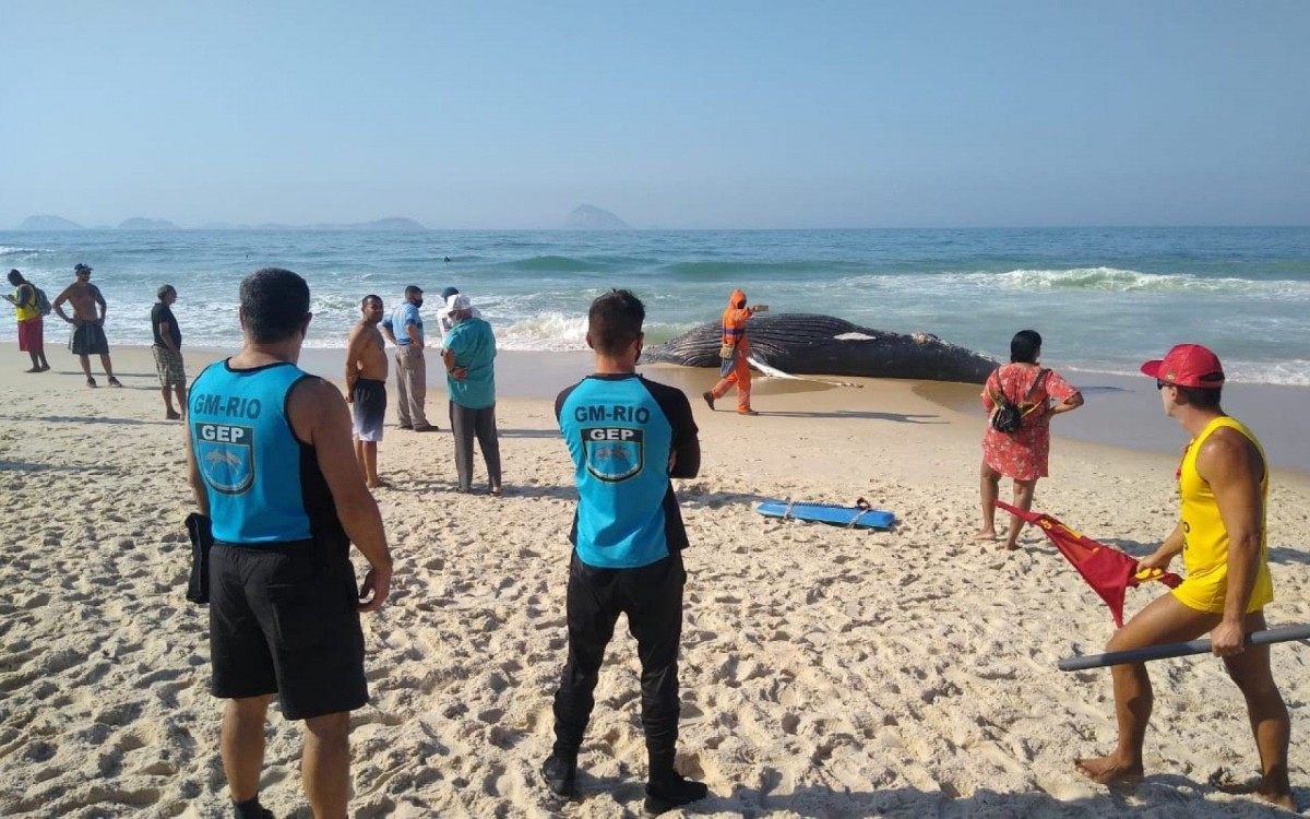 Guardas municipais fazem isolamento da área onde baleia foi encontrada morta - Divulgação/Guarda Municipal