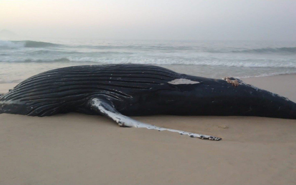 Equipes da Comlurb acionaram técnicos do Maqua/Uerj - Divulgação/Comlurb