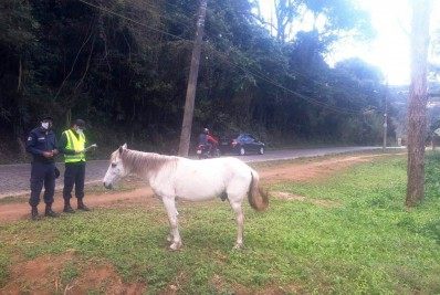 Coordenadoria de Proteção e Bem-Estar Animal de Teresópolis apreende cavalo solto