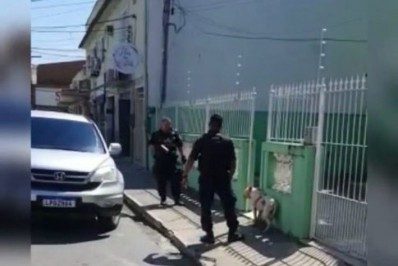 Cachorro que atacava moradores de São Pedro é controlado pela Guarda Municipal