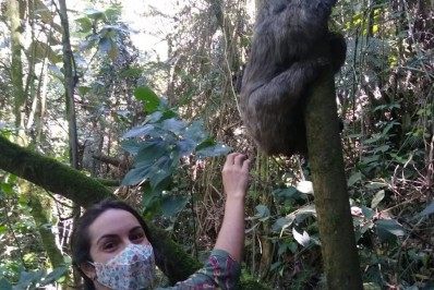 Equipe da Secretaria de Meio Ambiente devolve bicho-preguiça à natureza