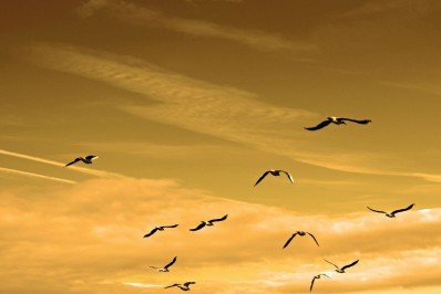 O que significa sonhar com gaivota?