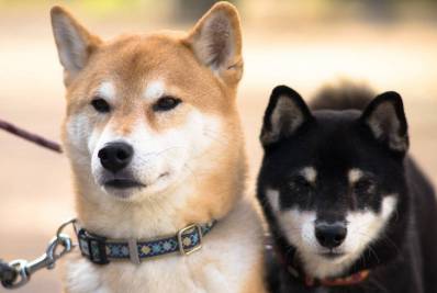 Câmara de Caxias incentiva campanha de vacinação em cães