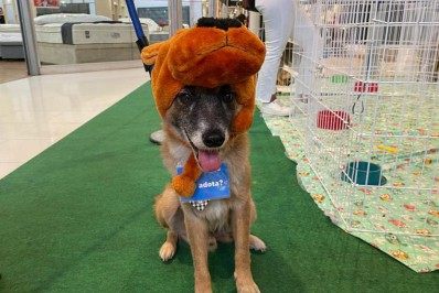 RJPET promove feira de adoção de animais em Bangu