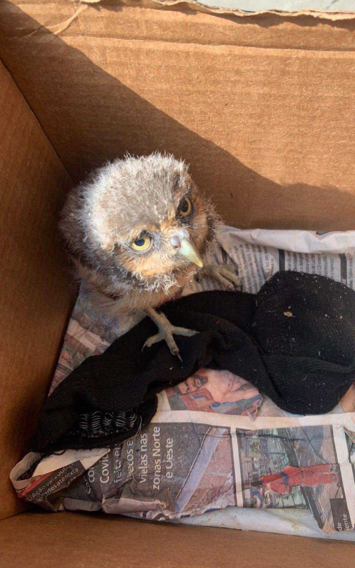 Operação contra tráfico silvestres em Duque de Caxias