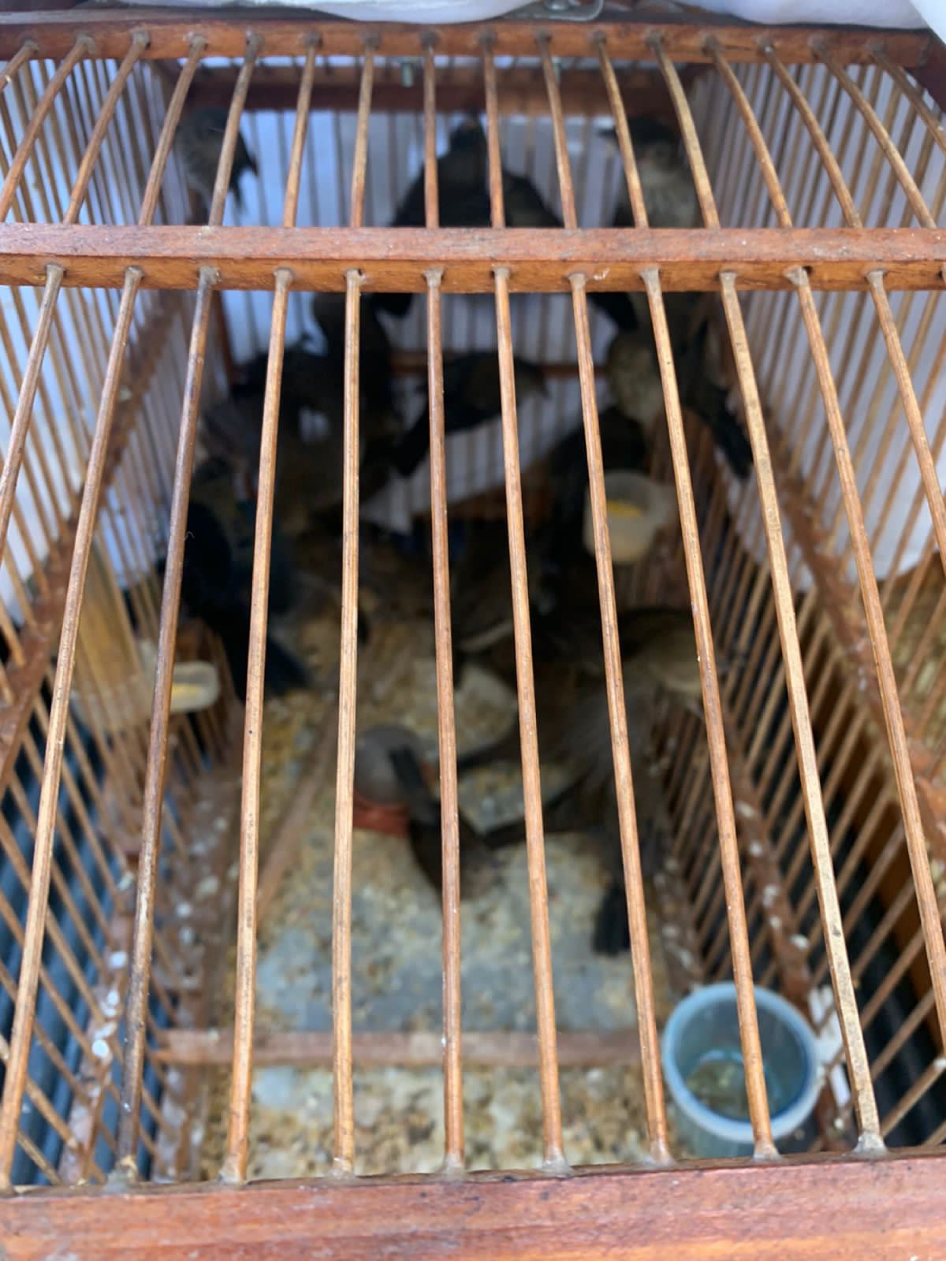 A venda de animais silvestres é crime previsto na Lei Federal 9.605/98, no artigo 29, com pena de seis meses a um ano. - Divulgação Seas