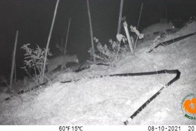 Viaduto vegetado, em Silva Jardim, tem primeiro registro de fauna