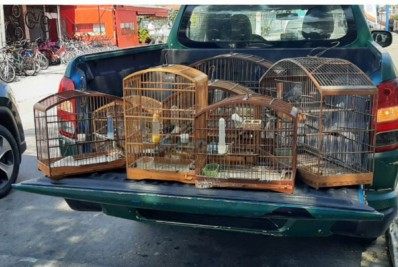 Polícia Ambiental apreende pássaros silvestres presos em gaiolas