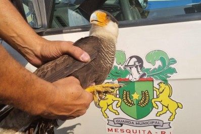 Gavião Carcará é encontrado ferido e resgatado em Mesquita