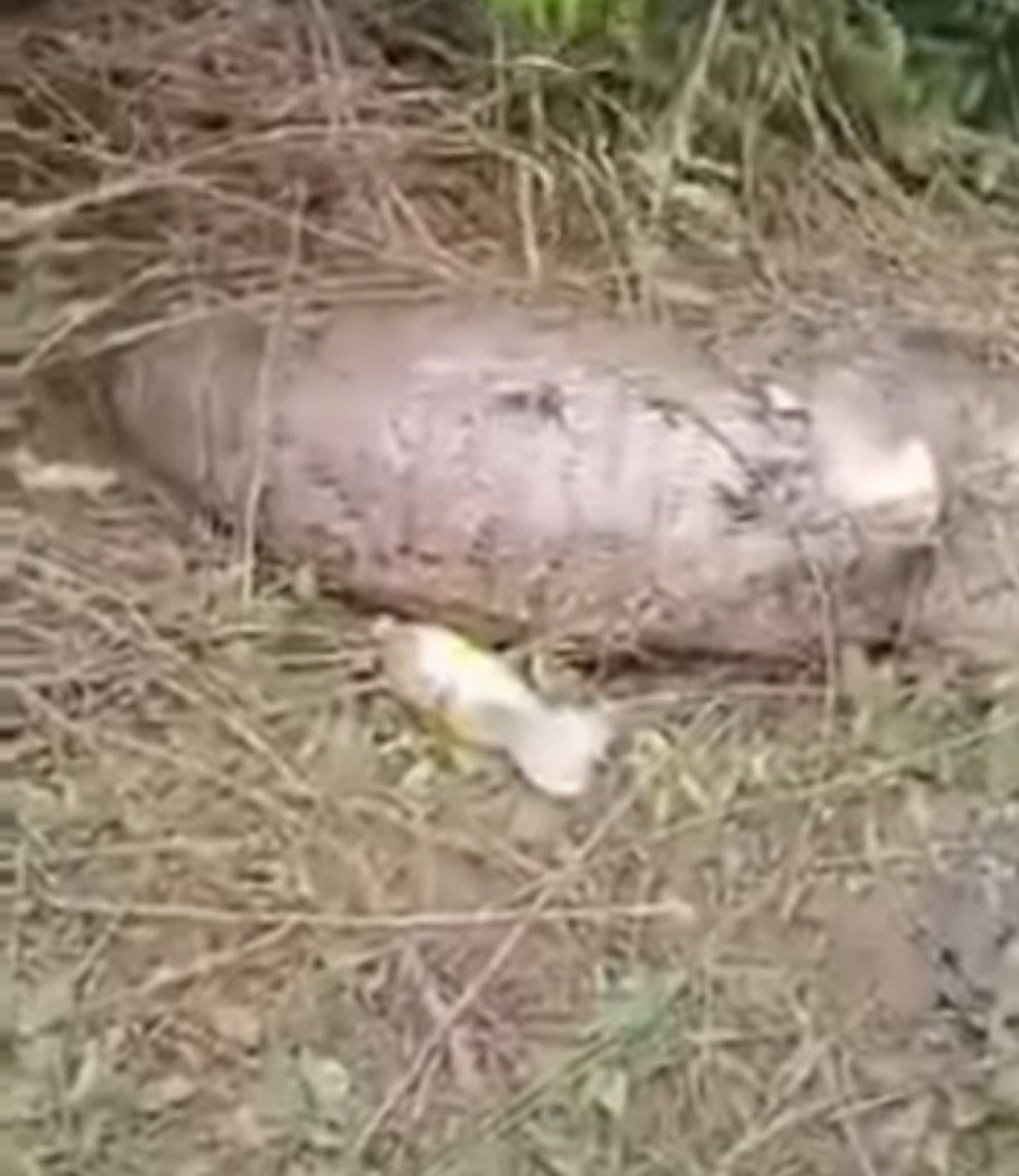 Vídeo: cobra explode ao tentar comer uma vaca inteira na Tailândia