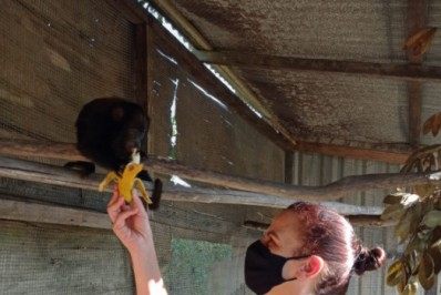 Macaco, de espécie ameaçada de extinção, é resgatado no Norte Fluminense e levado para o Centro de Primatologia, em Guapimirim