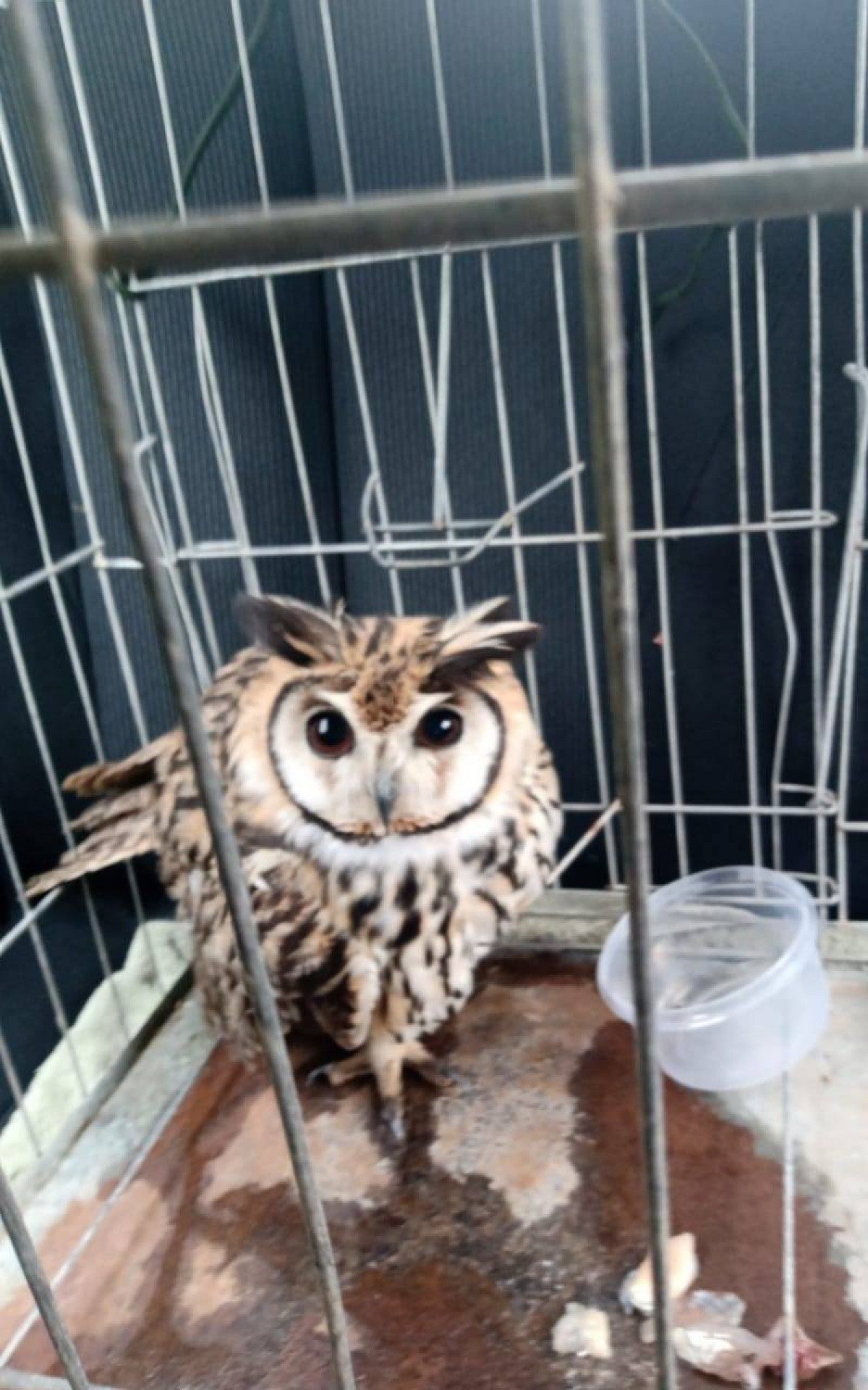 Coruja Orelhuda é resgatada em Saquarema