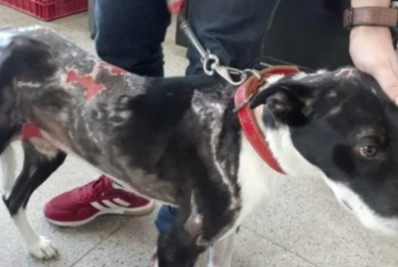 Homem é detido por atear fogo em cachorro para se vingar de ex-namorada