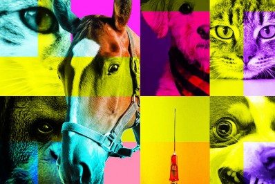 Átila Nunes: Eutanásia em animais