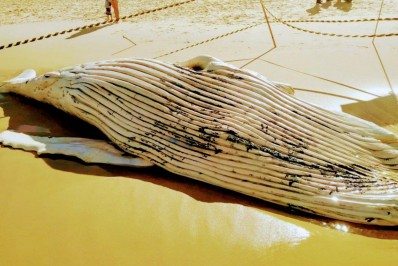 Mais uma baleia jubarte é encontrada em nossas areias
