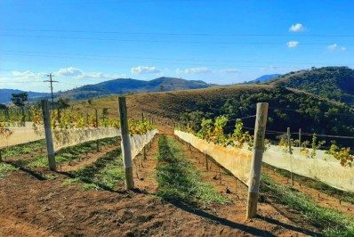 Areal ganha título de Cidade da Uva e se destaca na produção de vinhos