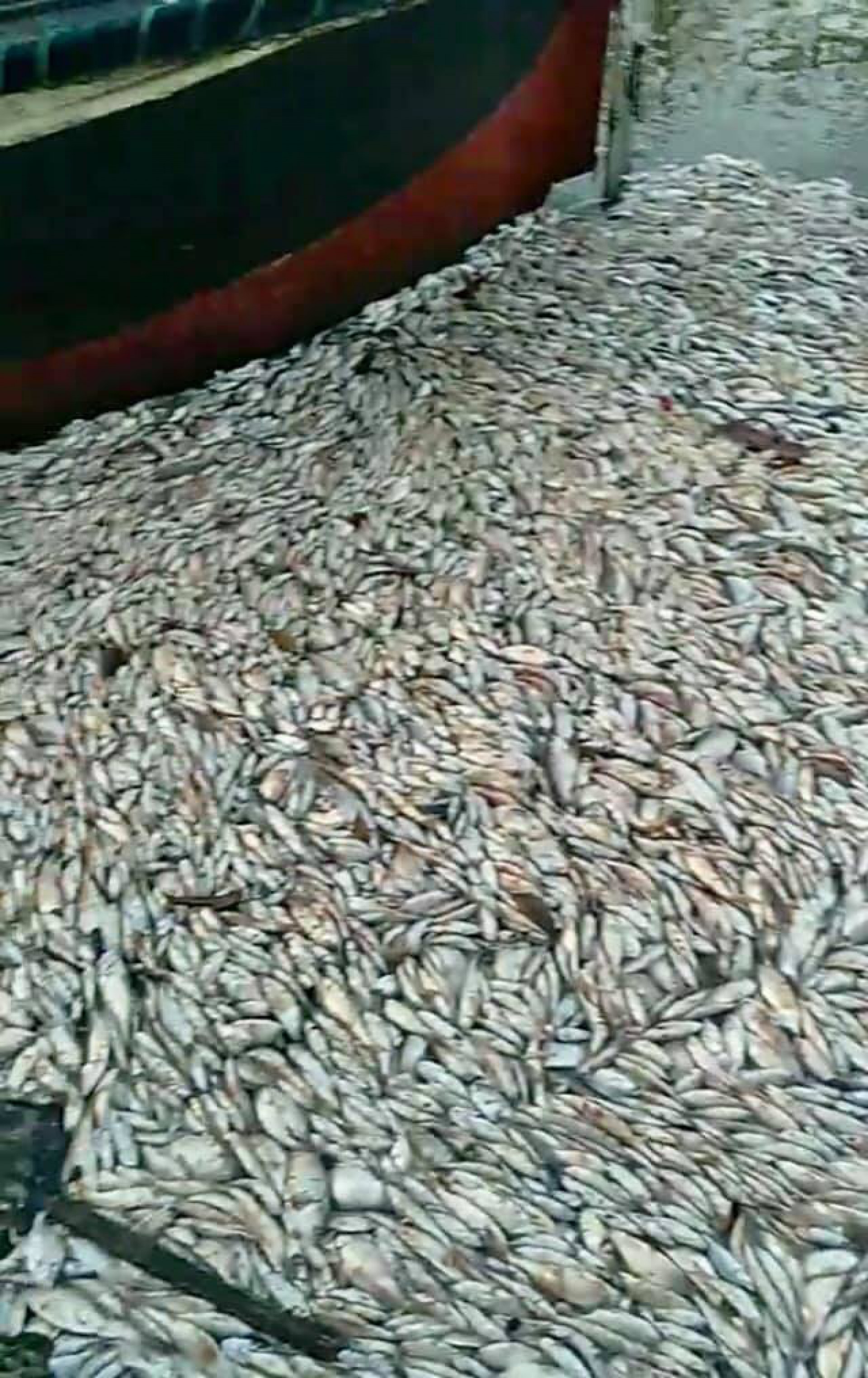Mortandade de peixes chama aten&ccedil;&atilde;o de moradores de Ponta Negra - Reprodu&ccedil;&atilde;o Facebook