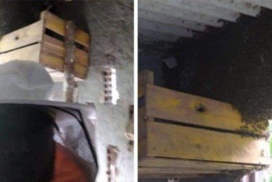 Família é atacada por enxame de abelhas em Guapimirim