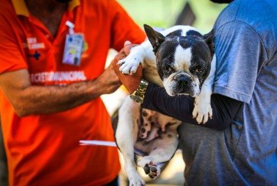 Secretaria de Saúde de Belford Roxo vacina 419 animais no bairro São Vicente