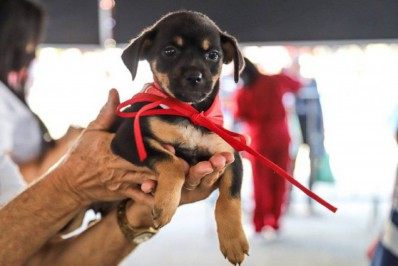 Super Campanha de Vacinação Antirrábica será realizada em Meriti no próximo dia 25