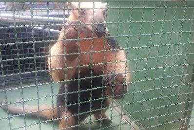 Tamanduá-mirim é capturado em residência de Campos