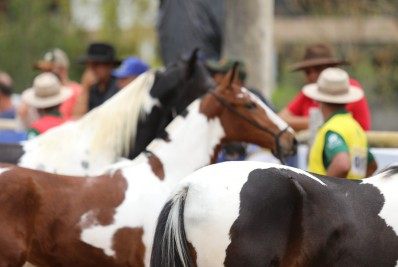 Programação deste sábado da 28ª Enapampa inclui leilão de animais