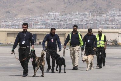 Cães abandonados no aeroporto de Cabul se preparam para voltar ao trabalho