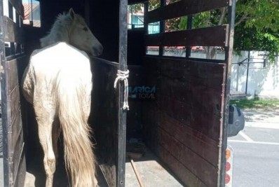 Égua abandonada é resgatada no Parque Eldorado