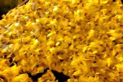 Criminoso é preso com grande quantidade de drogas em Rio Bonito