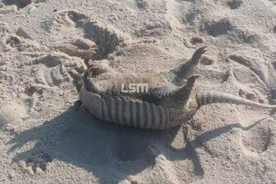 Tatu é encontrado sem vida na areia da praia de Itaipuaçu