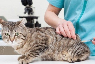 Cães e gatos são vacinados contra raiva em Itaboraí