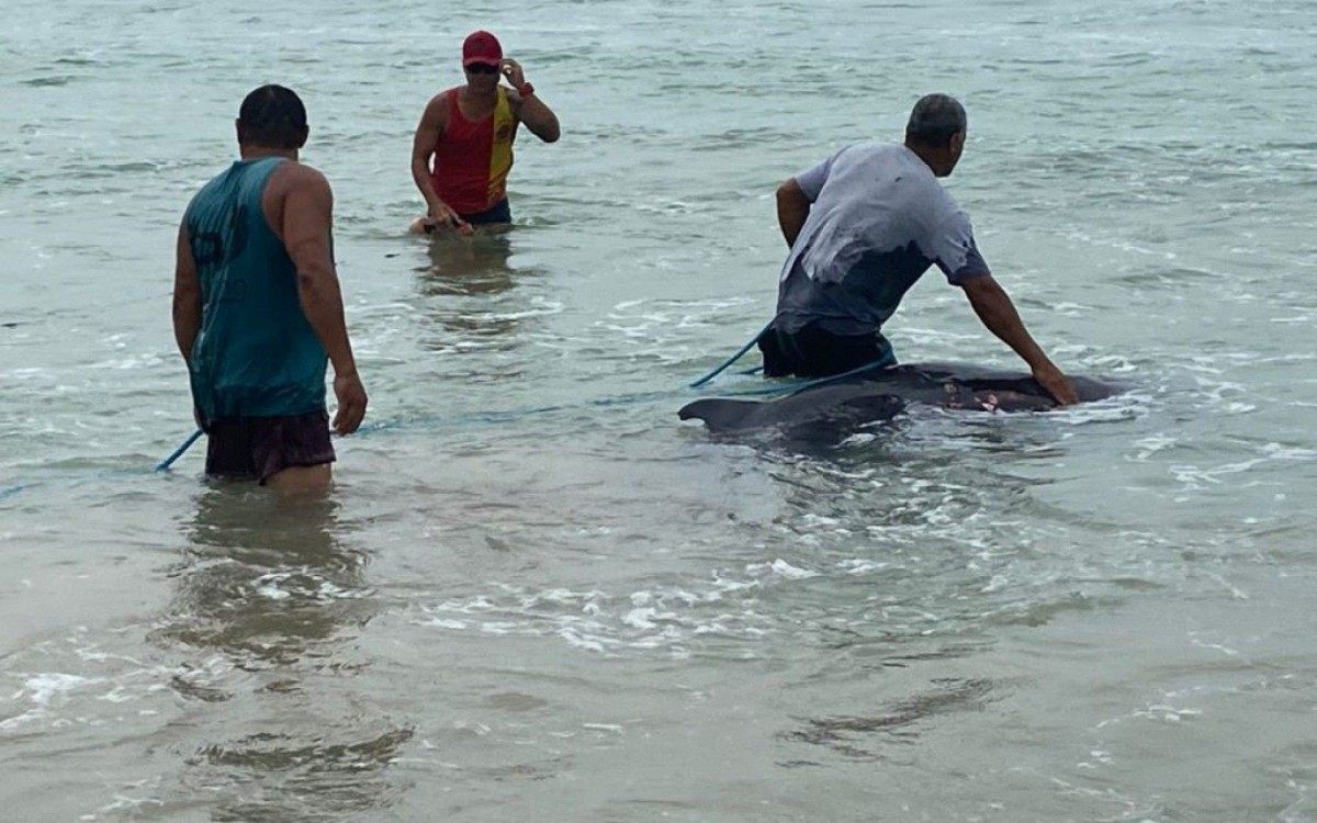 Inicialmente, pensaram que o filhote estava morto, mas ele come&ccedil;ou a se mexer para respirar