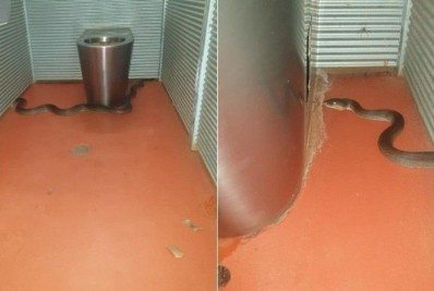 Visitante de parque na Austrália é picado na nádega por cobra píton