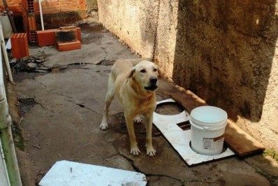 Publicada a Lei que cria o Conselho de Proteção e Bem-estar Animal de Teresópolis