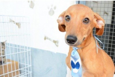 Coordenadoria de Proteção Animal realiza feira de adoção no domingo