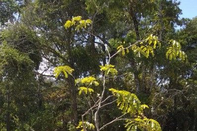 Horto de Teresópolis ganha primeiro exemplar de pau-brasil no Dia da Árvore