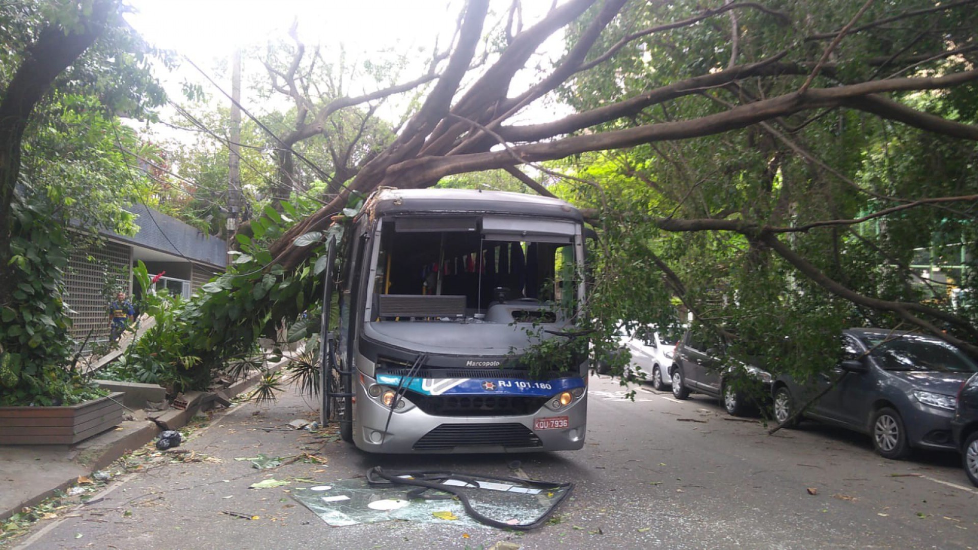 Árvore caiu sobre um ônibus em Botafogo - REPRODUÇÃO/COR