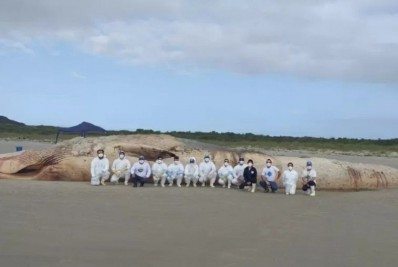 Baleia com 20 metros e de espécie ameaçada de extinção é encontrada morta