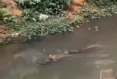 Vídeo: capivara é flagrada 'pegando jacaré' na Cidade de Deus