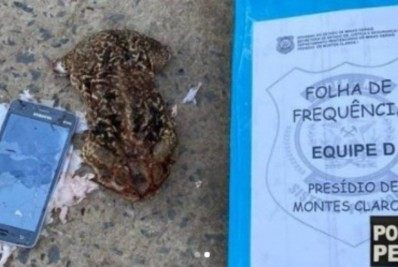 Polícia encontra celular dentro de sapo jogado em presídio