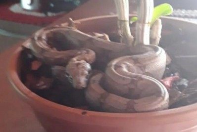 Susto! Jiboia é encontrada camuflada em vaso de cozinha