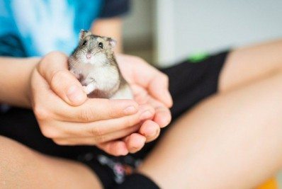 Mulher morre na frente das filhas após ser mordida por hamster de estimação