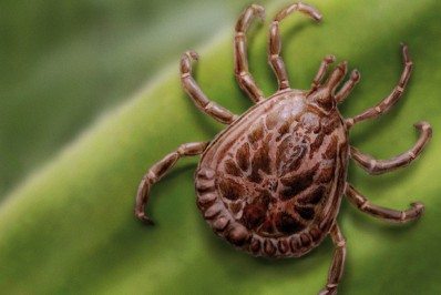 Febre maculosa: São Paulo concentra mais da metade dos casos do país