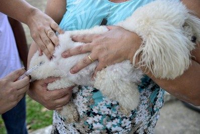 Sábado começa vacinação antirrábica em Angra