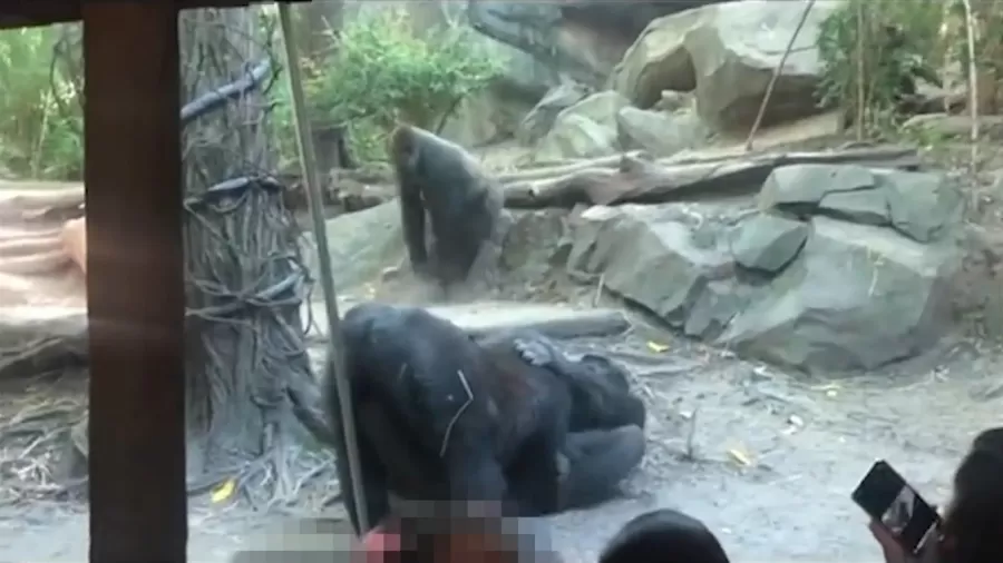Visitantes de zoológico ficam chocados ao presenciarem sexo oral entre macacos