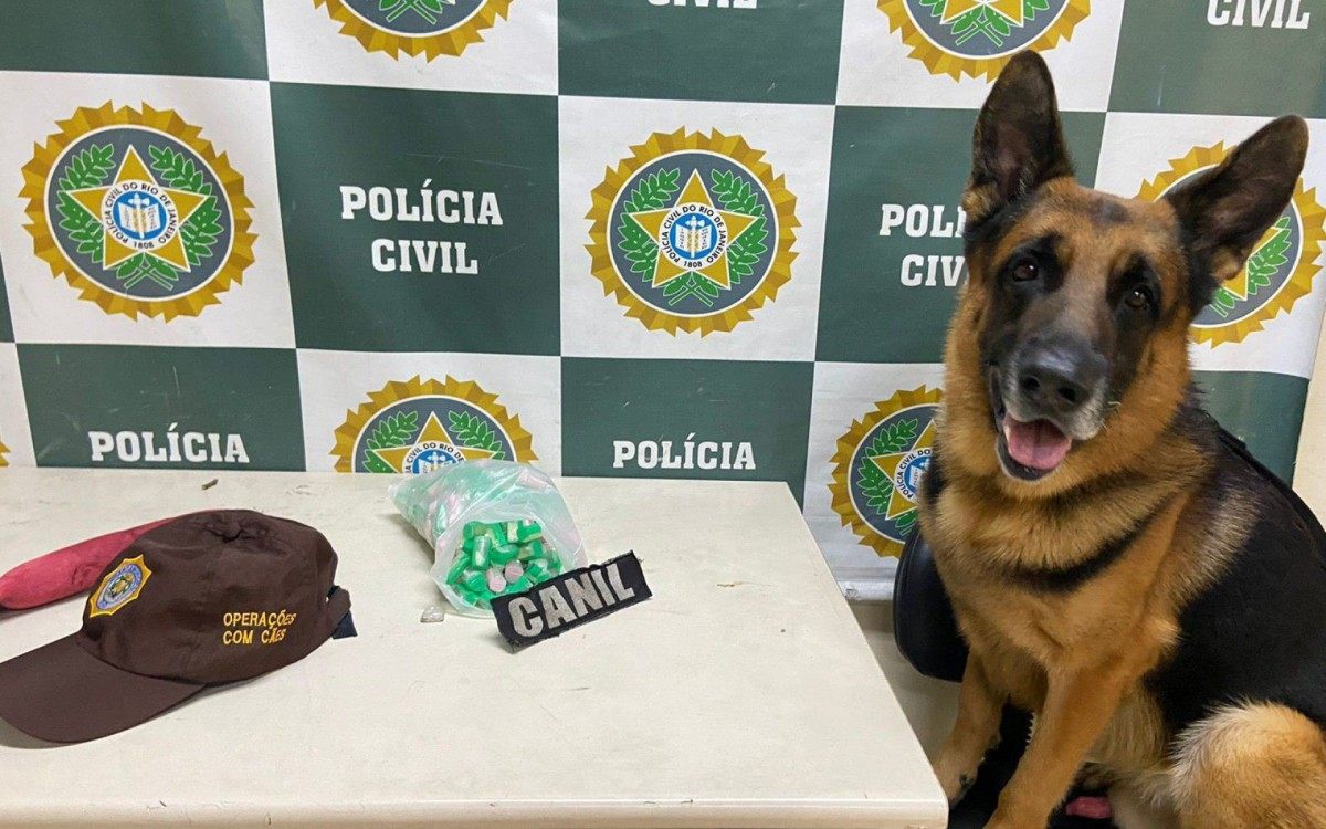 Animal participava de um treinamento