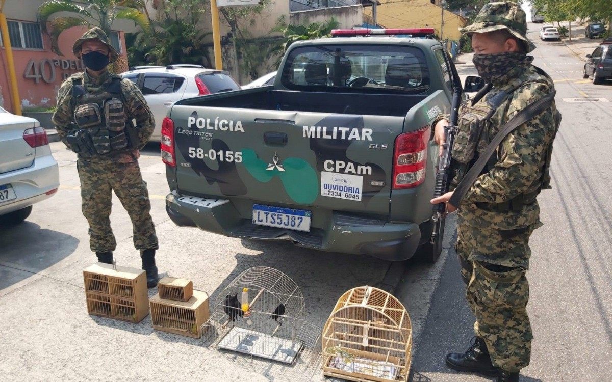 Pol&iacute;cia intercepta feira que comercializada ilegalmente p&aacute;ssaros em Hon&oacute;rio Gurgel