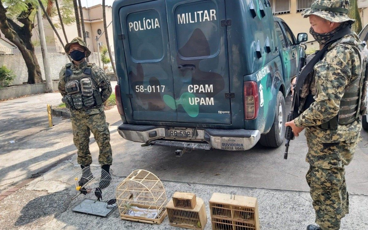 Pol&iacute;cia intercepta feira que comercializada ilegalmente p&aacute;ssaros em Hon&oacute;rio Gurgel