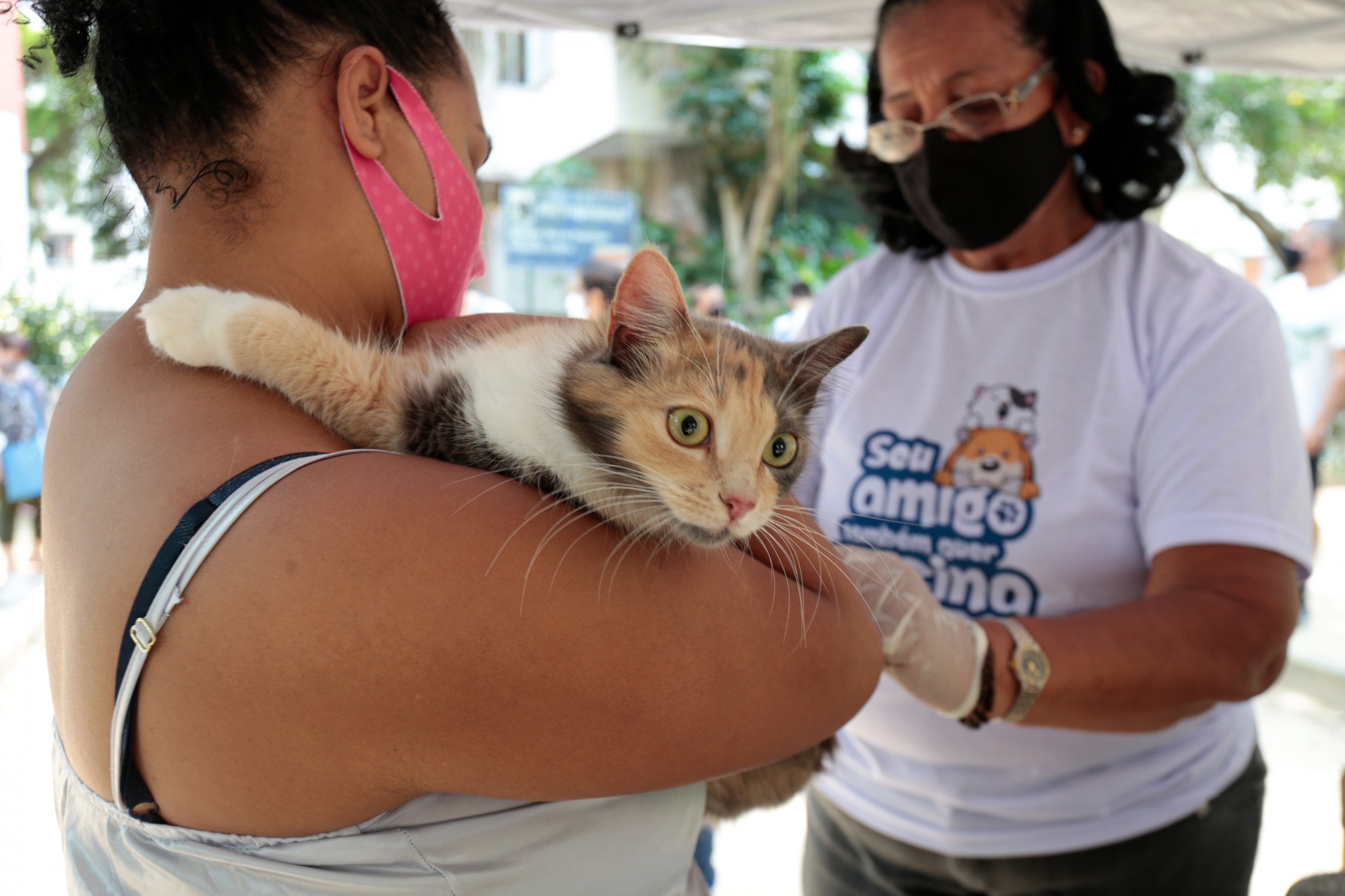 Cidade do Rio iniciou neste sábado a campanha de vacinação antirrábica para cães e gatos - Divulgação/Prefeitura do Rio