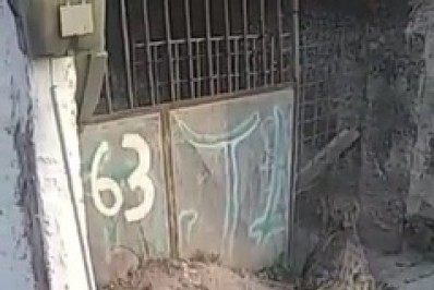 Jacaré de aproximadamente 2 metros assusta moradores de São Gonçalo